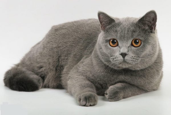 Серый британский кот лежит