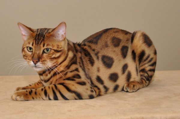 Бенгальский пятнистый кот