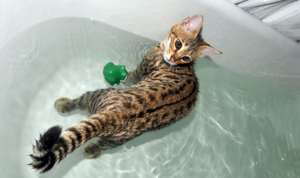 Кошка саванна в ванне