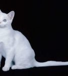 Белая американская короткошёрстная кошка
