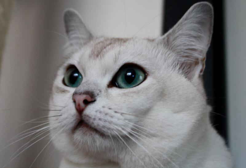 Бурмилла – чем особенны кошки этой породы?
