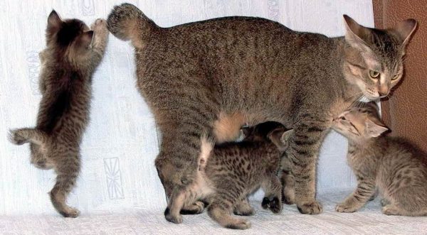 Кошка пиксибоб с котятами