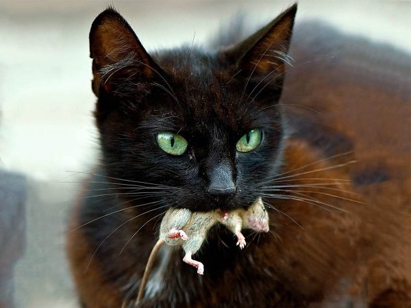 Чёрная кошка с мышкой в зубах