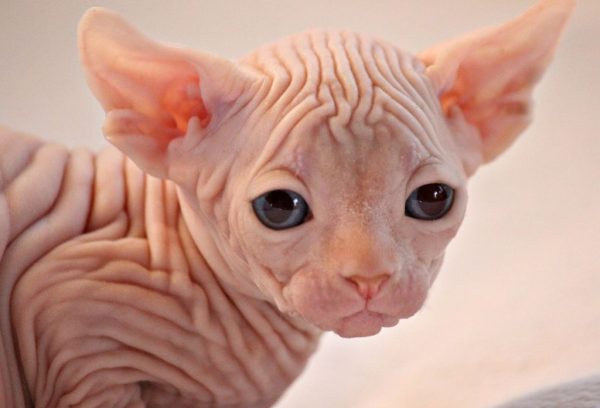 Котёнок породы сфинкс