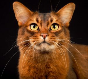 Голова сомалийской кошки, которая смотрит ввысь