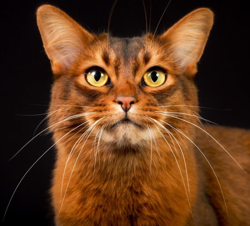 Сомалийская кошка сомали происхождение и описание породы