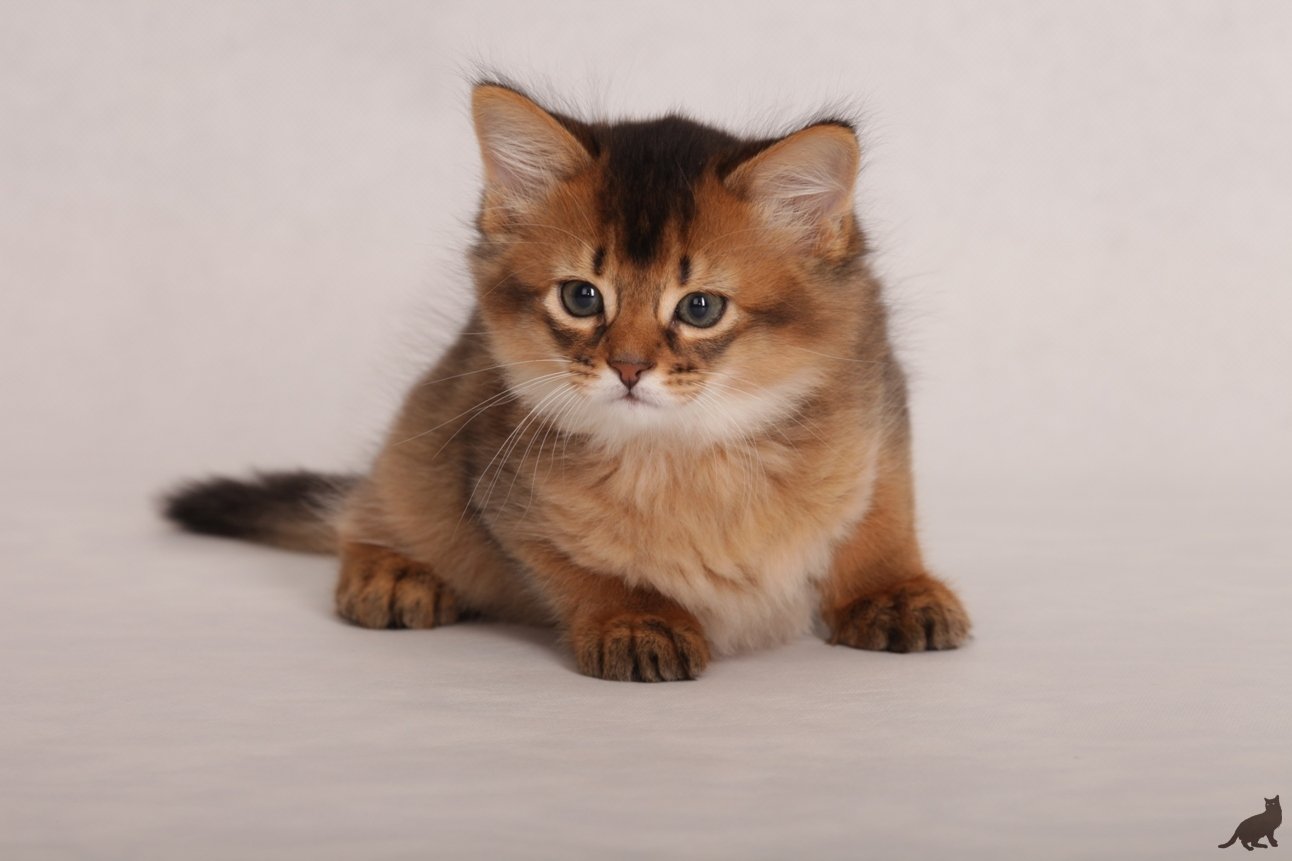 Маленькая порода кошек фото и название