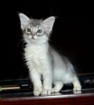 Котёнок окрас голубое серебро стоит на столе