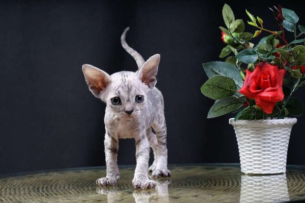 Котёнок девон-рекс и искусственная роза