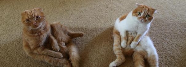 Кот и кошка сидят на ковре и смотрят вверх