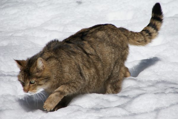 Кошка охотится в снегу