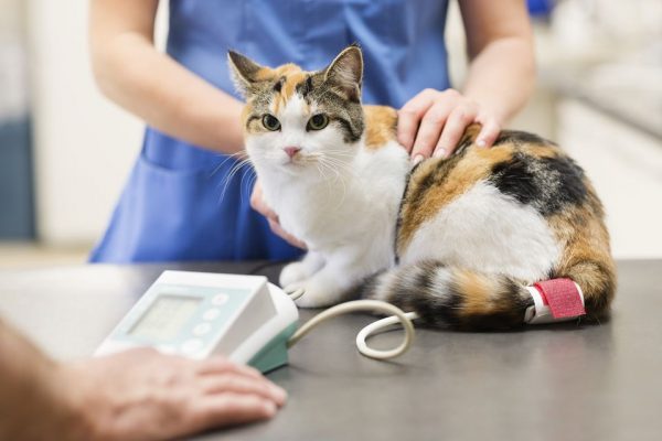 Кошка у ветеринара