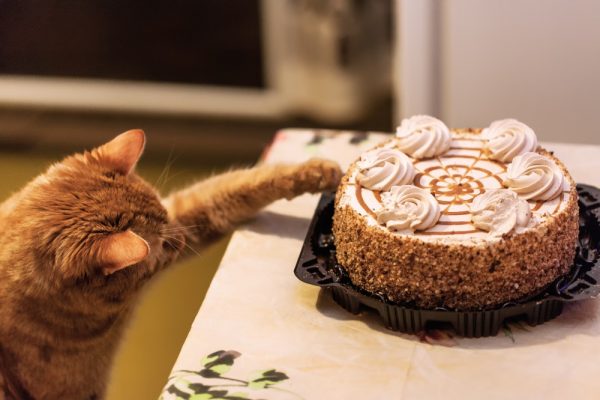 Кошка тянется лапой к торту