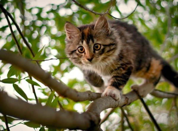 Кошка на дереве