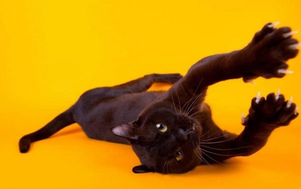 Бомбейская кошка демонстрирует когти