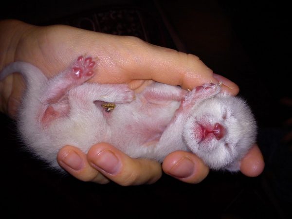 Новорождённый белый котёнок лежит на ладони человека