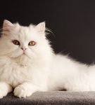 Белый кот лежит на бежевой подстилке