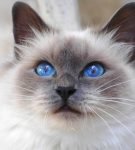 Морда бирманской кошки с голубыми глазами