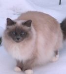 Кошка бирманской породы стоит на снегу