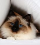 Кот бирманской породы выглядывает из-под белой подушки