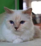 Бирманский кот окраса кримпоинт лежит на кровати