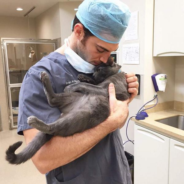 Кошка на руках у ветеринара