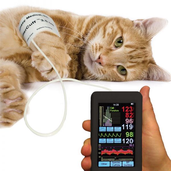 Измерение давления у кошки