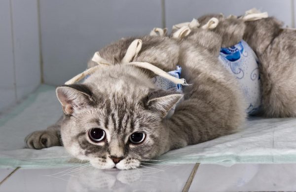 Кошка в послеоперационном бандаже