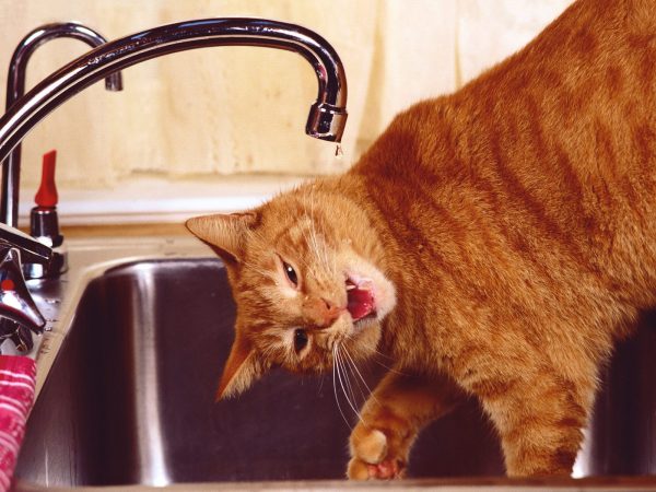 Рыжий кот пьёт воду из крана