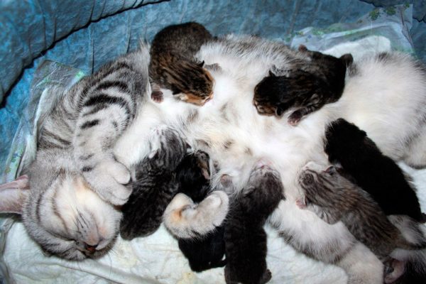 Кошка и семь новорождённых котят