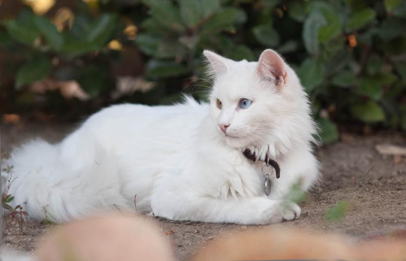Турецкая ангора или ангорская кошка. Все о породе