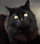 Чёрный ангорский кот смотрит вверх