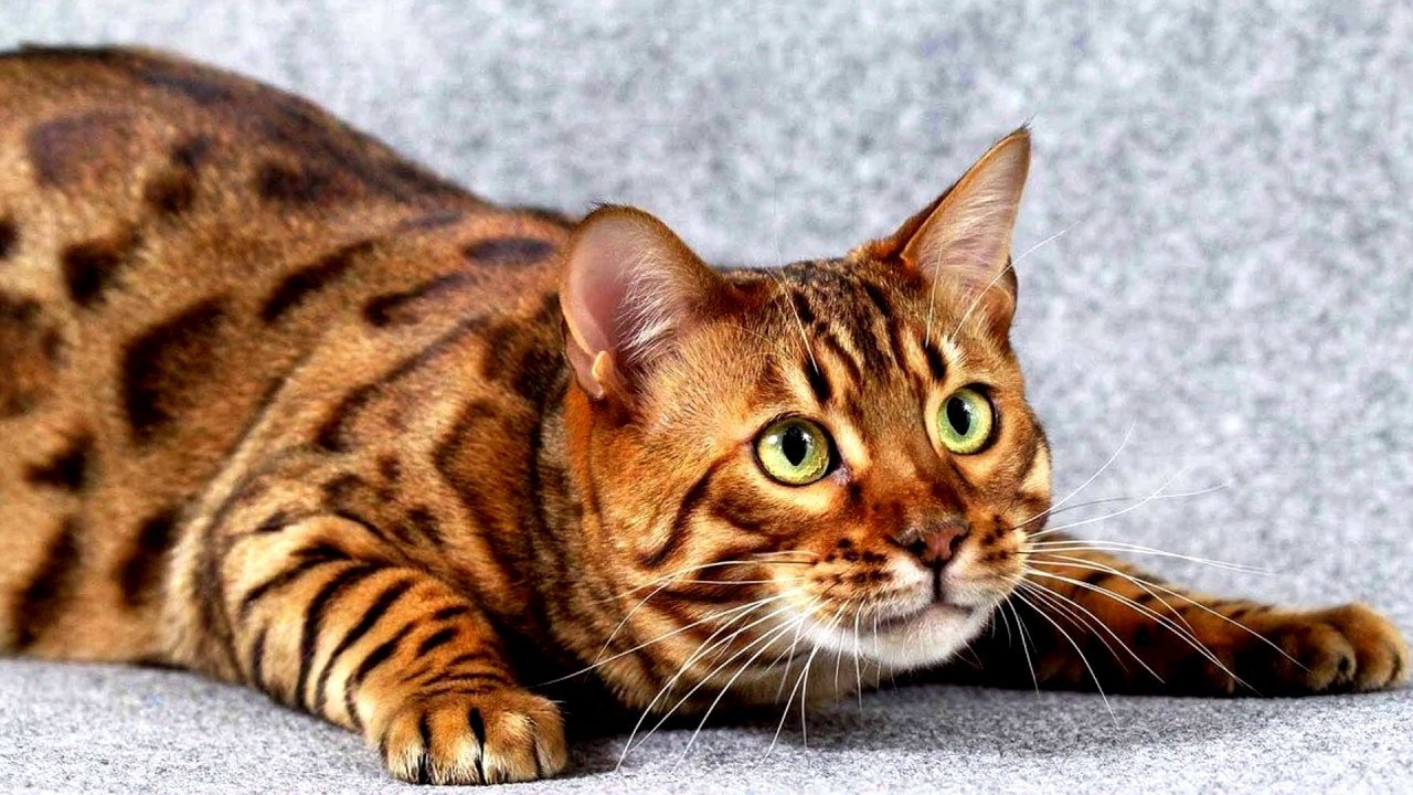 Самая красивая порода кошек в мире фото и название