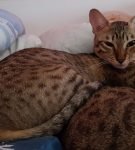 Кошка ашера окраса циннамон лежит на кровати