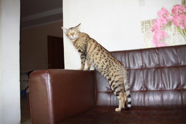 Кошка ашера стоит, опершись передними лапами о ручку кожаного коричневого дивана