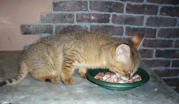 Котёнок чаузи ест мясо