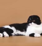 Чёрно-белый британский вислоухий кот лежит на бежевом фоне