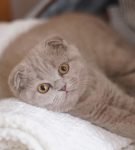 Британская вислоухая кошка лилового окраса лежит на белом махровом полотенце