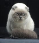 Колор-поинтовый британский вислоухий кот сидит и смотрит вниз