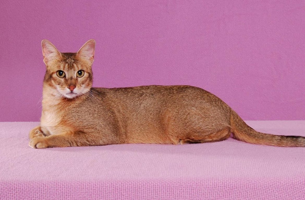 Дорогие породы кошек с фотографиями и названиями