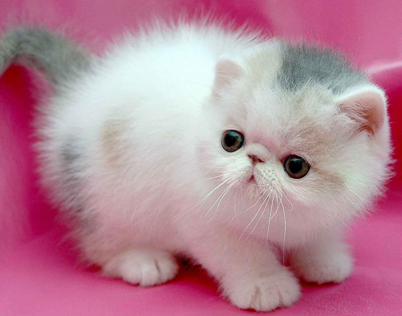 Клички для кошек: как можно назвать котенка-девочку, редкие, красивые, прикольные и легкие кошачьи имена в зависимости от цвета и породы