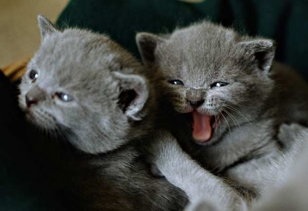 Два котёнка шартреза