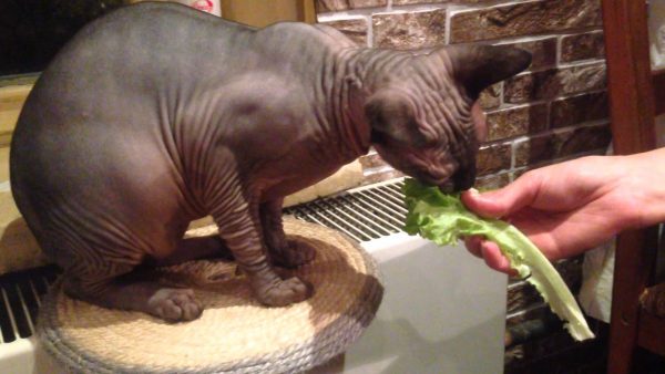 Донской сфинкс ест лист салата