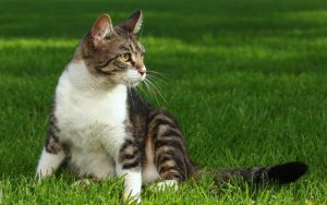 Полосатая кошка с белой грудкой сидит на газоне