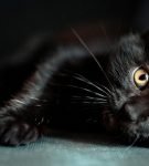 Чёрный кот с жёлтыми глазами лежит на боку