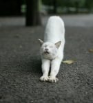 Белый кот потягивается, стоя на асфальте