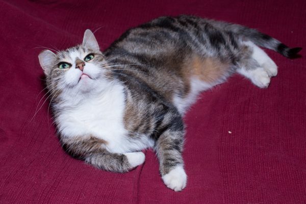 Трёхцветная кошка лежит на лиловом коврике и смотрит вверх