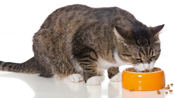 Полосатый кот ест корм из жёлтой миски, сидя на белом полу