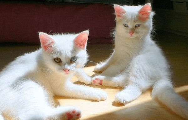 Два ванских котёнка