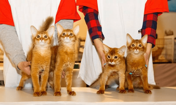 Кошки на выставке